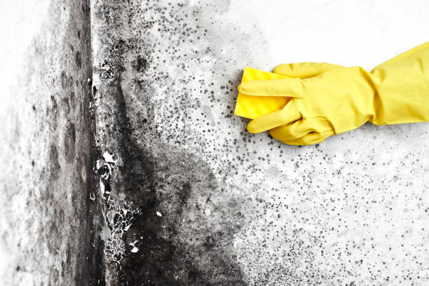 Spring Hill, KS Mold Remediation Company